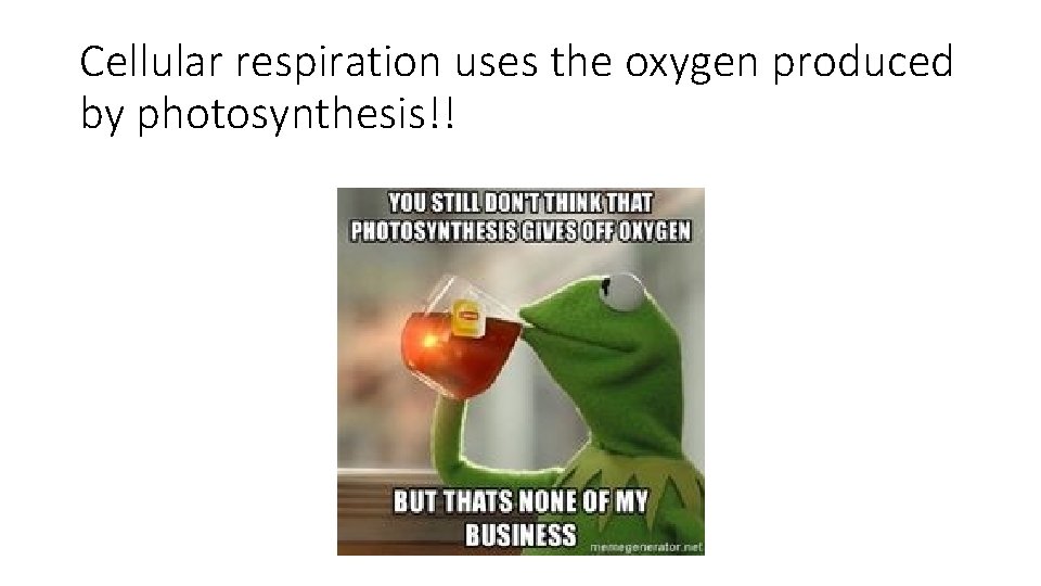 Cellular respiration uses the oxygen produced by photosynthesis!! 