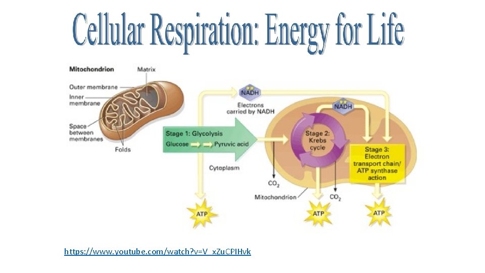 https: //www. youtube. com/watch? v=V_x. Zu. CPIHvk 