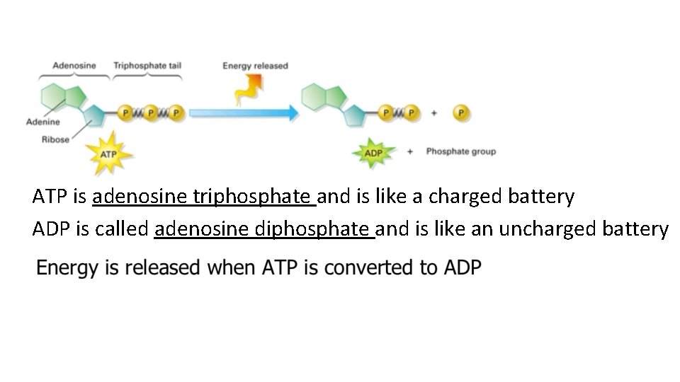 ATP is adenosine triphosphate and is like a charged battery ADP is called adenosine