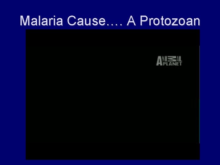 Malaria Cause…. A Protozoan 
