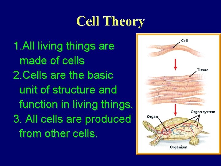 Cell Theory 1. All living things are made of cells 2. Cells are the