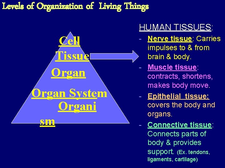 Levels of Organization of Living Things HUMAN TISSUES: Cell Tissue Organ System Organi sm