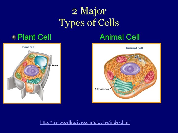 2 Major Types of Cells Plant Cell Animal Cell http: //www. cellsalive. com/puzzles/index. htm