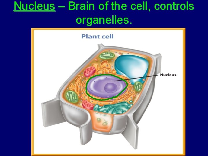 Nucleus – Brain of the cell, controls organelles. 