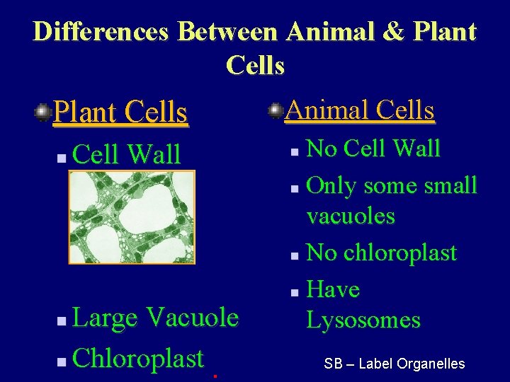 Differences Between Animal & Plant Cells n Cell Wall Large Vacuole n Chloroplast n