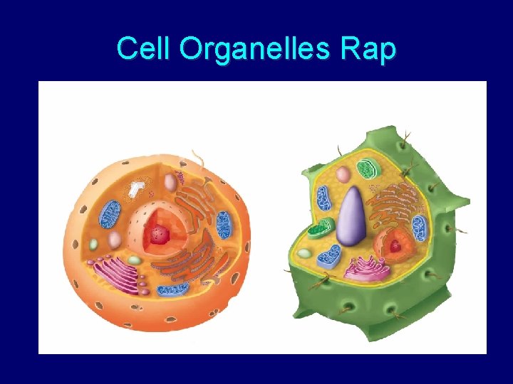 Cell Organelles Rap 