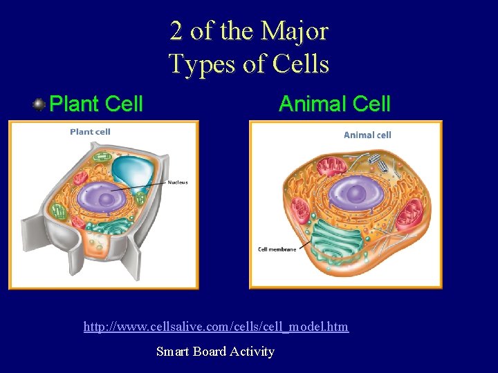 2 of the Major Types of Cells Plant Cell Animal Cell http: //www. cellsalive.