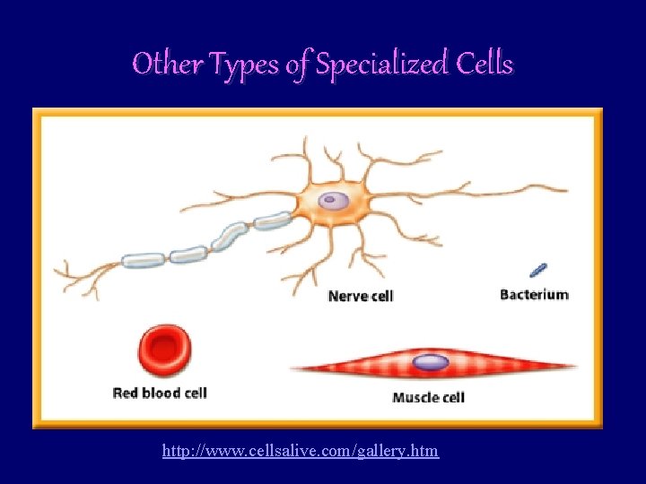 Other Types of Specialized Cells http: //www. cellsalive. com/gallery. htm 