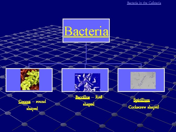 Bacteria in the Cafeteria Bacteria Coccus – round shaped Baccillus – Rod shaped Spirillium