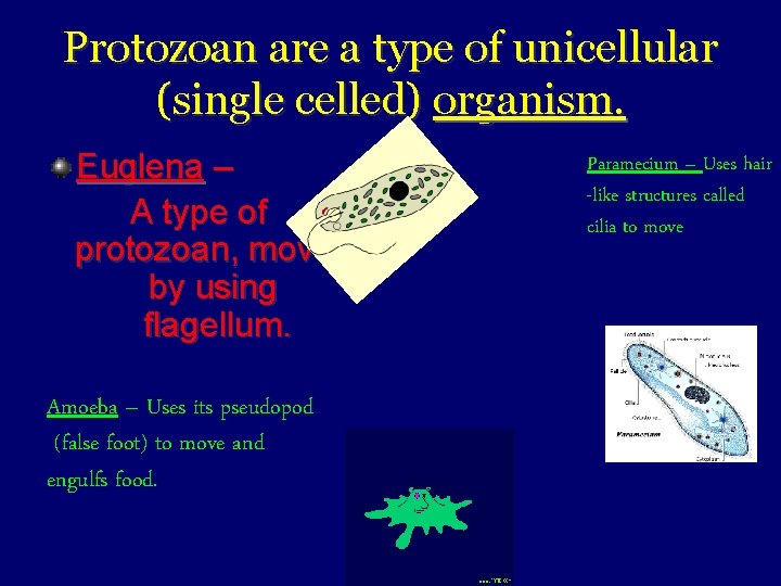Protozoan are a type of unicellular (single celled) organism. Euglena – A type of