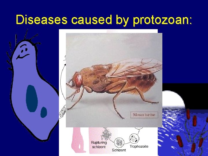 Diseases caused by protozoan: -Malaria --Sleeping sickness 