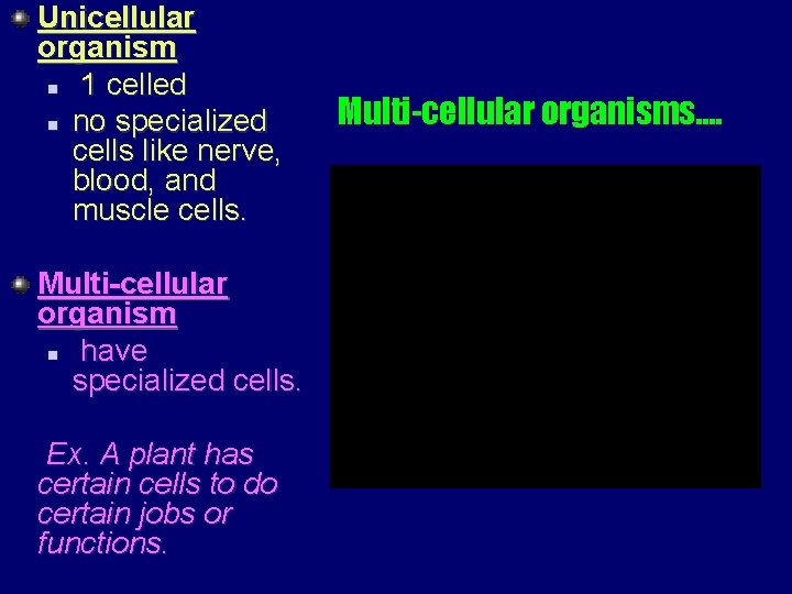 Unicellular organism n 1 celled n no specialized cells like nerve, blood, and muscle