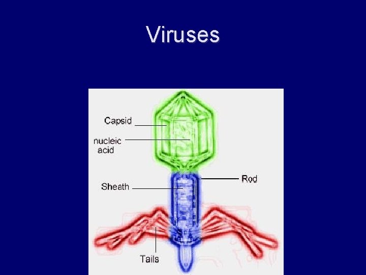 Viruses 