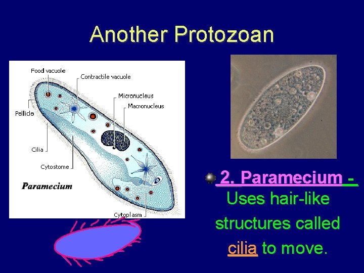 Another Protozoan 2. Paramecium Uses hair-like structures called cilia to move. 