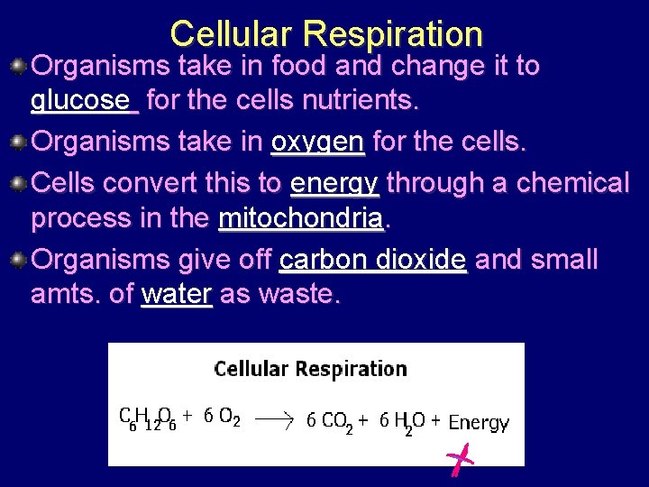 Cellular Respiration Organisms take in food and change it to glucose for the cells
