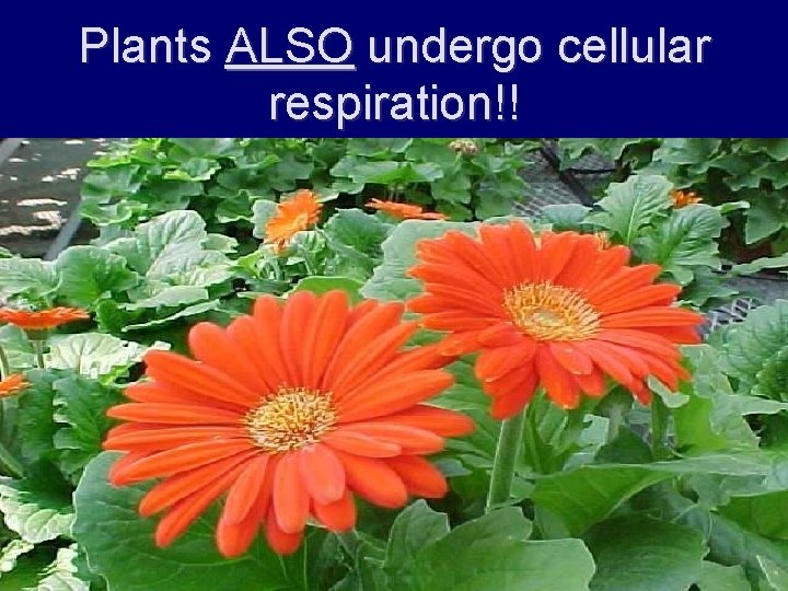 Plants ALSO undergo cellular respiration!! 