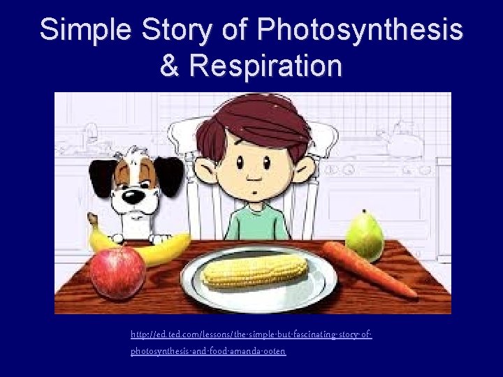 Simple Story of Photosynthesis & Respiration http: //ed. ted. com/lessons/the-simple-but-fascinating-story-ofphotosynthesis-and-food-amanda-ooten 