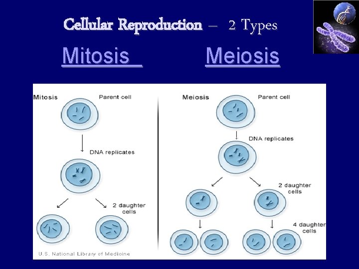 Cellular Reproduction – 2 Types Mitosis Meiosis 