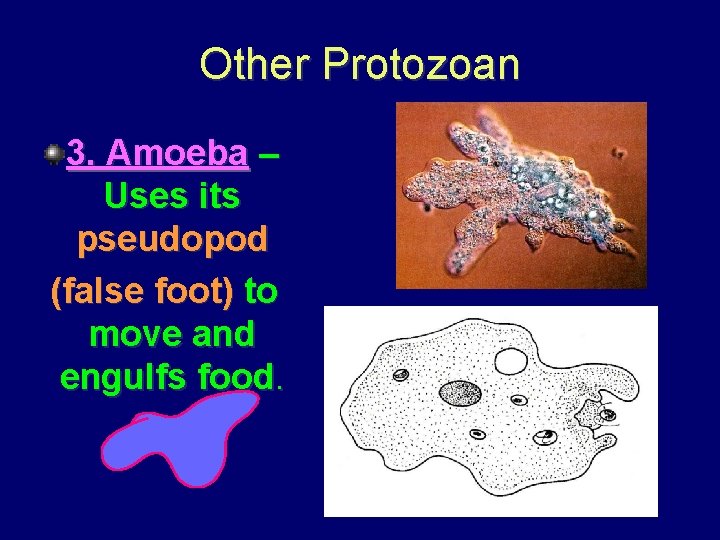 Other Protozoan 3. Amoeba – Uses its pseudopod (false foot) to move and engulfs