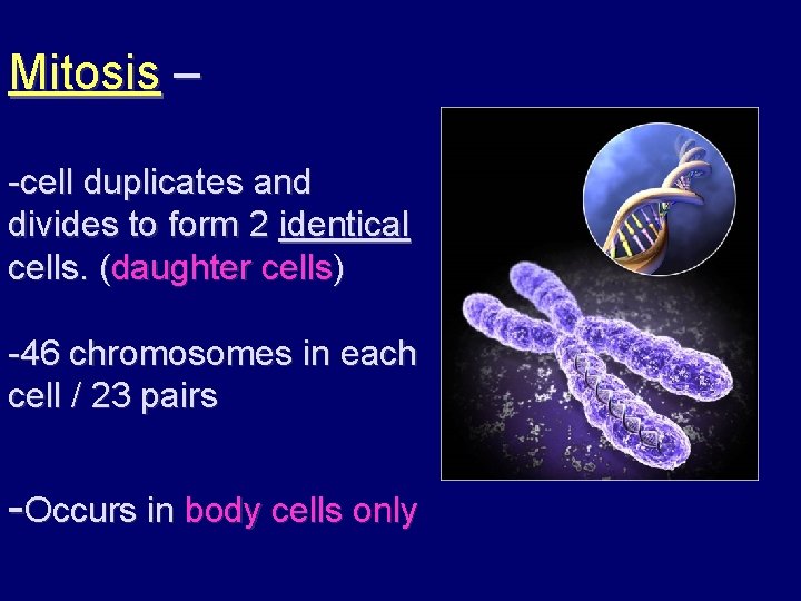 Mitosis – -cell duplicates and divides to form 2 identical cells. (daughter cells) -46