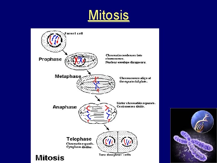 Mitosis 