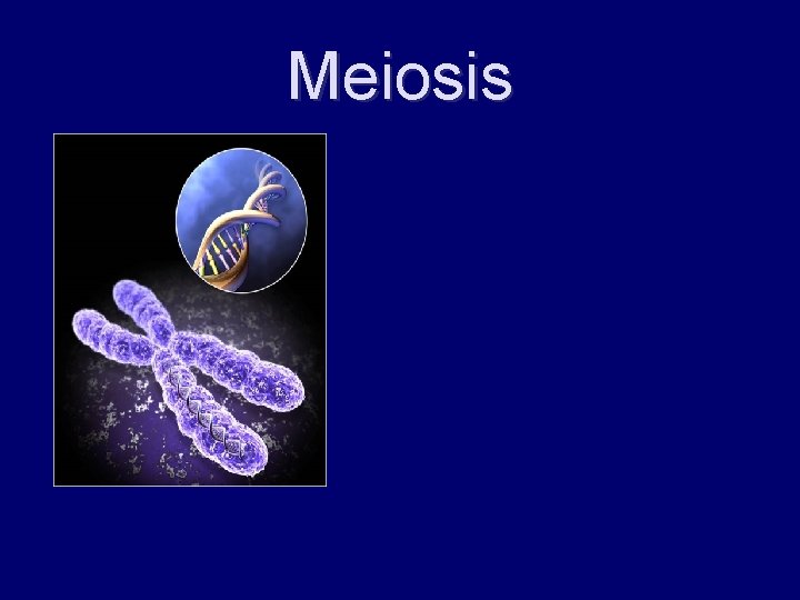 Meiosis 