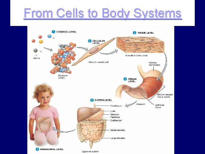 From Cells to Body Systems 