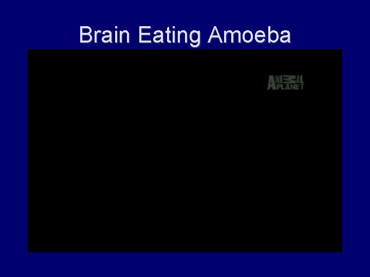 Brain Eating Amoeba 