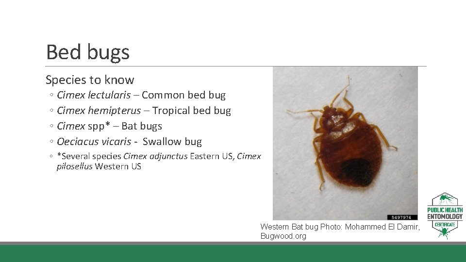Bed bugs Species to know ◦ Cimex lectularis – Common bed bug ◦ Cimex