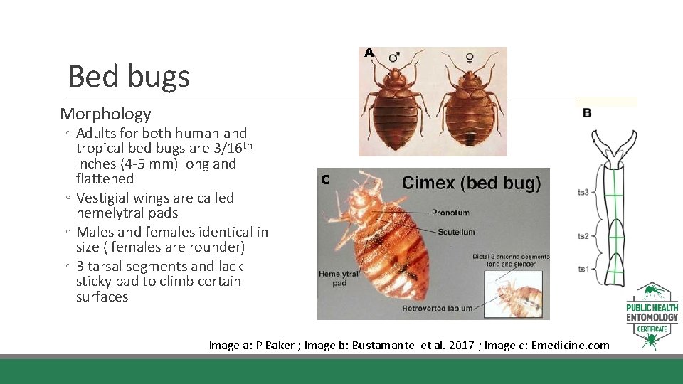 A Bed bugs Morphology ◦ Adults for both human and tropical bed bugs are