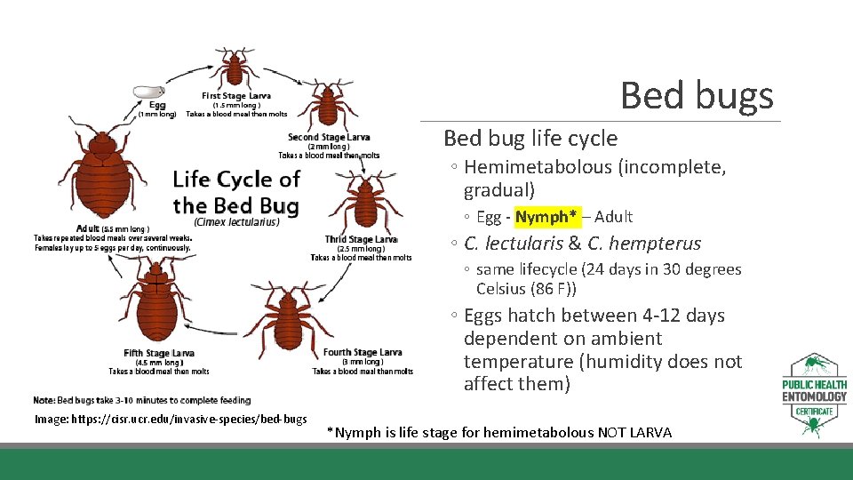 Bed bugs Bed bug life cycle ◦ Hemimetabolous (incomplete, gradual) ◦ Egg - Nymph*