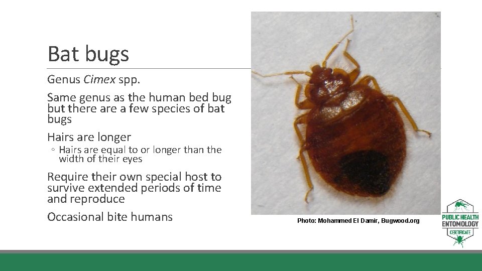 Bat bugs Genus Cimex spp. Same genus as the human bed bug but there