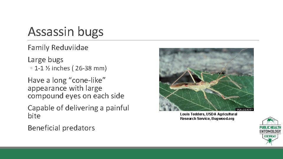 Assassin bugs Family Reduviidae Large bugs ◦ 1 -1 ½ inches ( 26 -38