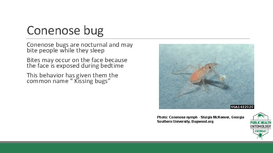 Conenose bugs are nocturnal and may bite people while they sleep Bites may occur