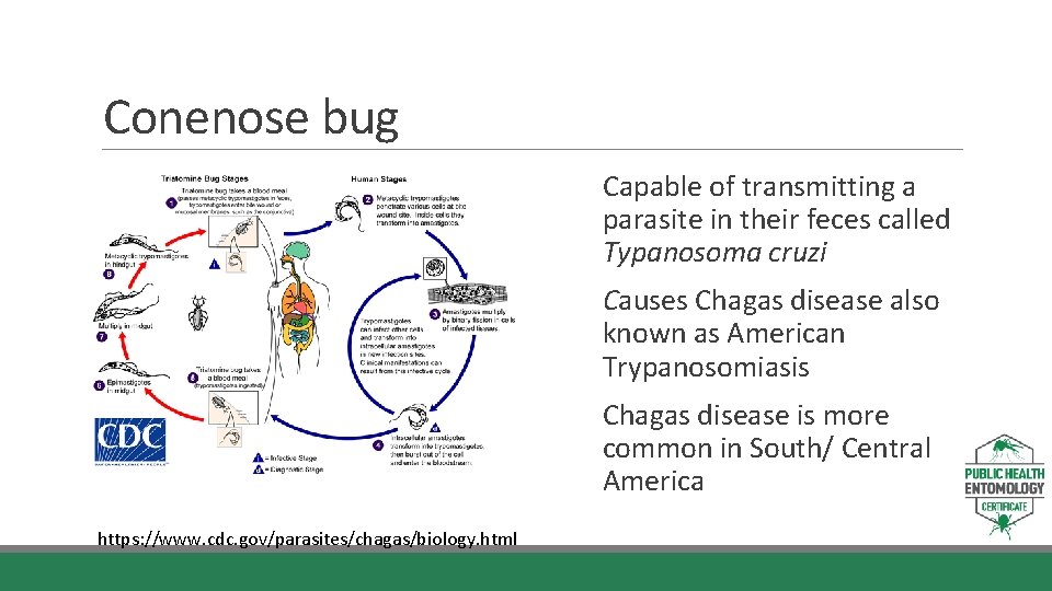 Conenose bug Capable of transmitting a parasite in their feces called Typanosoma cruzi Causes