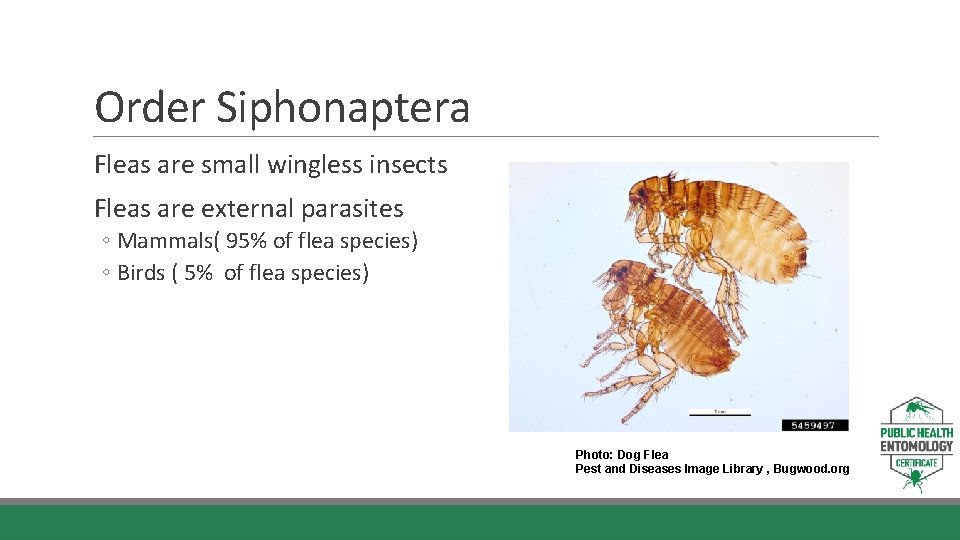 Order Siphonaptera Fleas are small wingless insects Fleas are external parasites ◦ Mammals( 95%