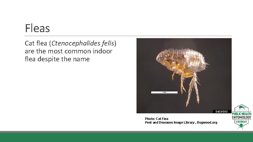 Fleas Cat flea (Ctenocephalides felis) are the most common indoor flea despite the name