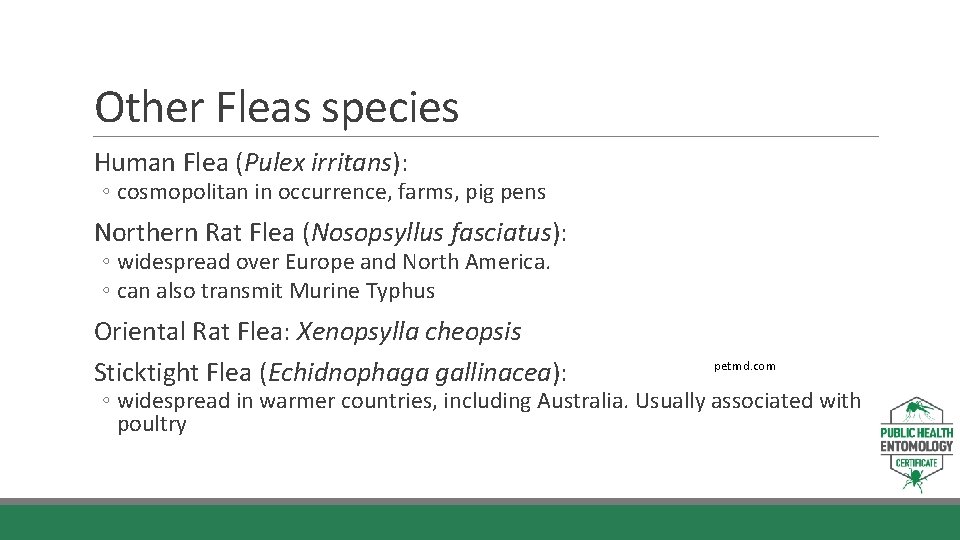 Other Fleas species Human Flea (Pulex irritans): ◦ cosmopolitan in occurrence, farms, pig pens