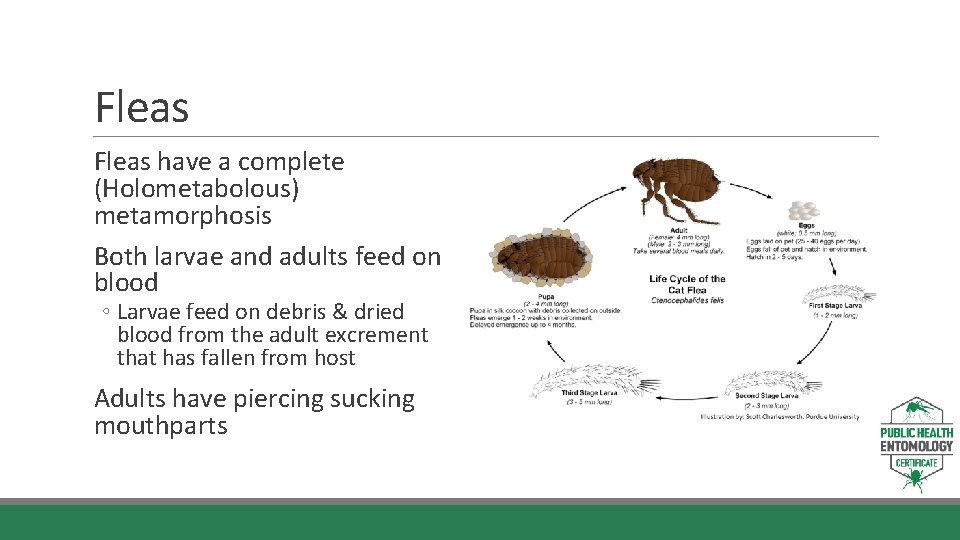 Fleas have a complete (Holometabolous) metamorphosis Both larvae and adults feed on blood ◦