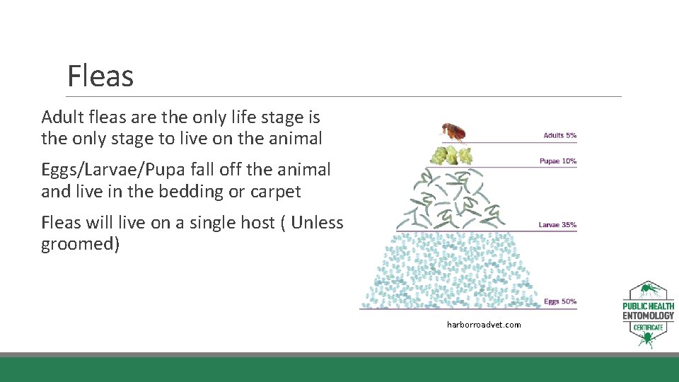 Fleas Adult fleas are the only life stage is the only stage to live