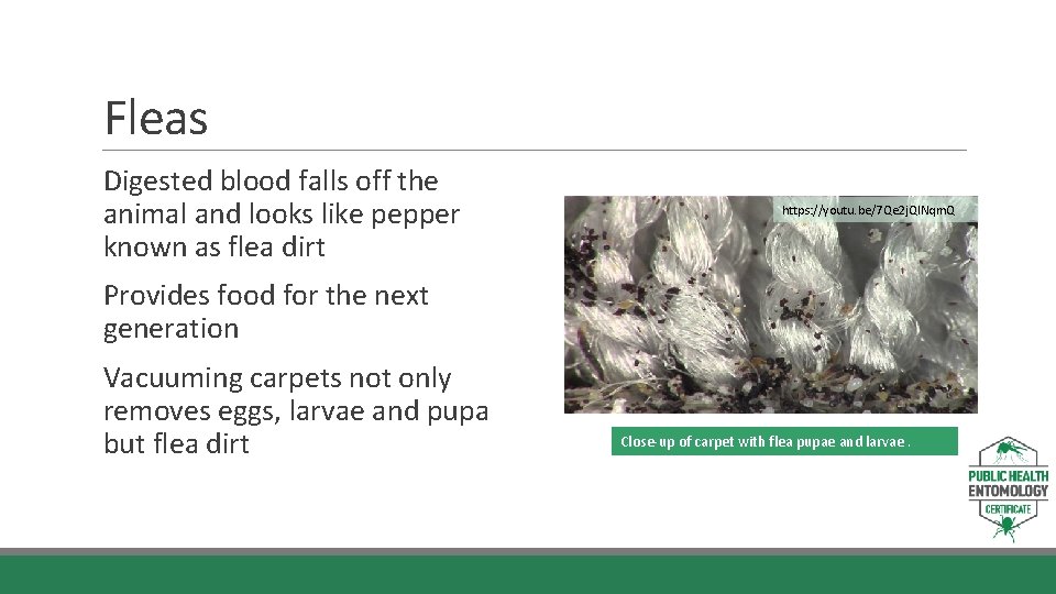 Fleas Digested blood falls off the animal and looks like pepper known as flea