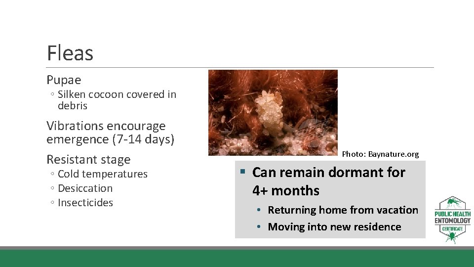 Fleas Pupae ◦ Silken cocoon covered in debris Vibrations encourage emergence (7 -14 days)