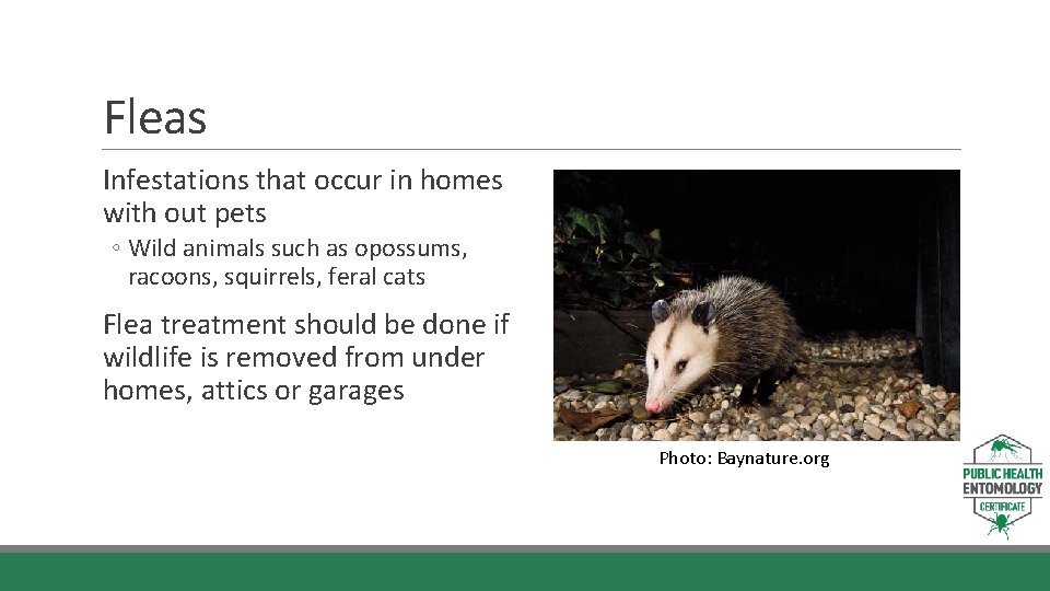 Fleas Infestations that occur in homes with out pets ◦ Wild animals such as