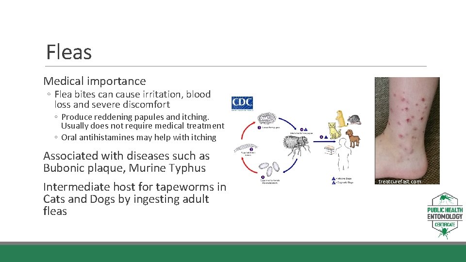Fleas Medical importance ◦ Flea bites can cause irritation, blood loss and severe discomfort