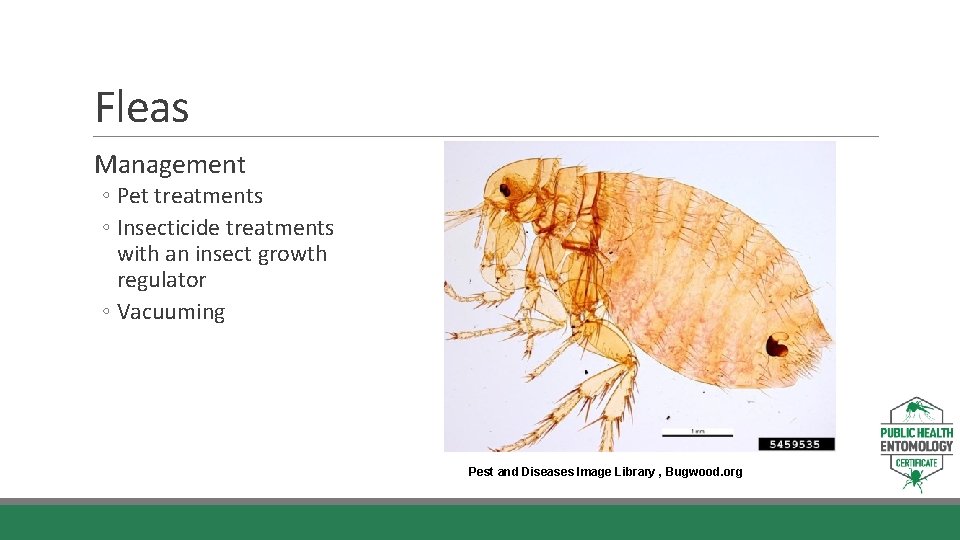 Fleas Management ◦ Pet treatments ◦ Insecticide treatments with an insect growth regulator ◦