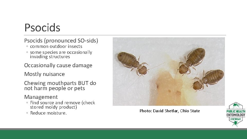 Psocids (pronounced SO-sids) ◦ common outdoor insects ◦ some species are occasionally invading structures