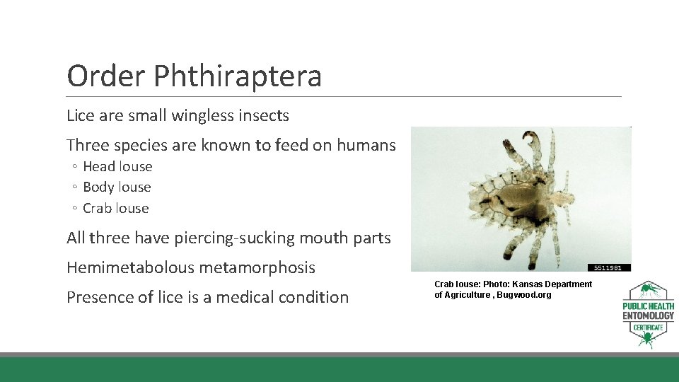 Order Phthiraptera Lice are small wingless insects Three species are known to feed on