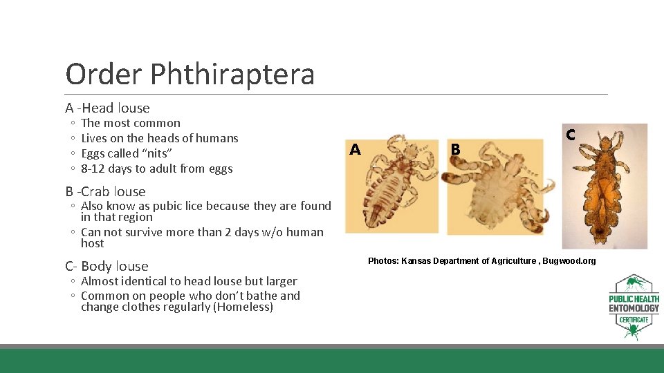 Order Phthiraptera A -Head louse ◦ ◦ The most common Lives on the heads