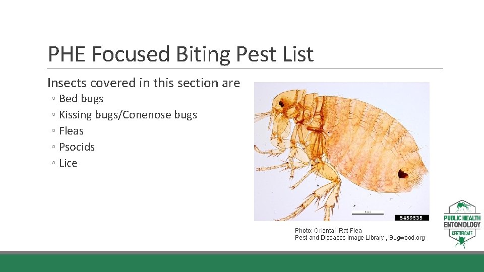PHE Focused Biting Pest List Insects covered in this section are ◦ Bed bugs