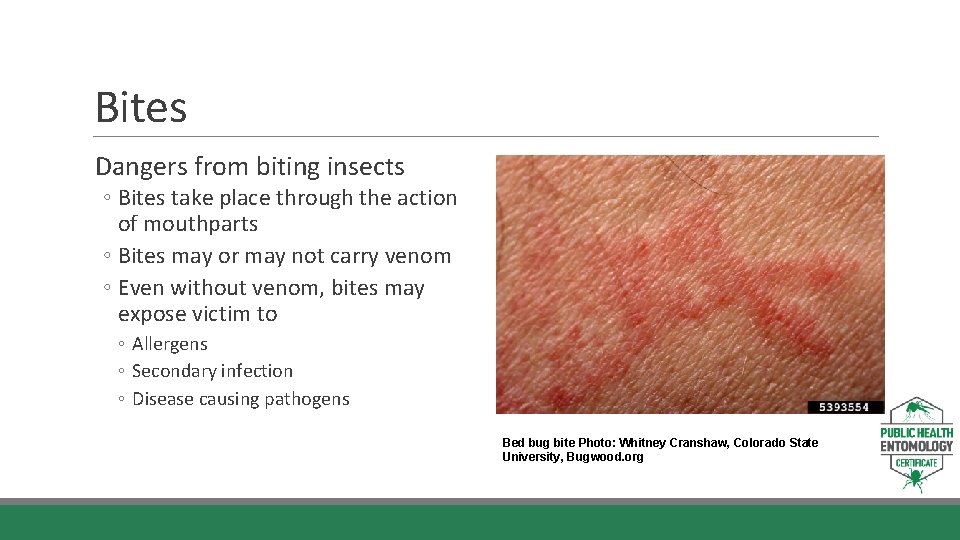 Bites Dangers from biting insects ◦ Bites take place through the action of mouthparts